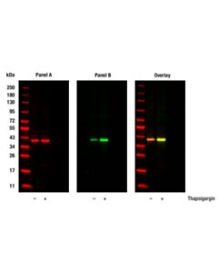 Cell Signaling Phospho-Eif2alpha (Ser51) (D9g8) Xp Rabbit mAb