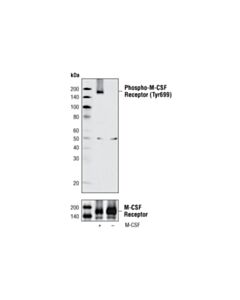Cell Signaling Phospho-Csf-1r/M-Csf-R (Tyr699) Antibody