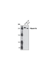 Cell Signaling Myosin Va Antibody