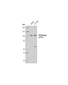 Cell Signaling PI3 Kinase p110 delta (D1Q7R) Rabbit mAb 20 uL