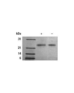 Cell Signaling Human Sonic Hedgehog (Shh) Recombinant Protein