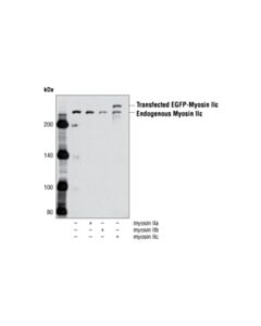 Cell Signaling Myosin Iic Antibody