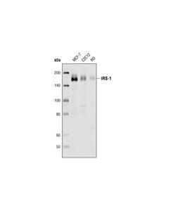 Cell Signaling Irs-1 (D23g12) Rabbit mAb