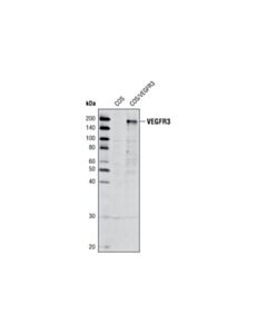 Cell Signaling VEGF Receptor 3 (C82A2) Rabbit mAb 20 uL