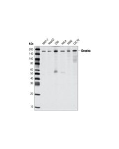 Cell Signaling Drosha (D30F3) Rabbit mAb 20 uL