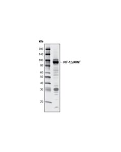 Cell Signaling Hif-1beta/Arnt (C15a11) Rabbit mAb