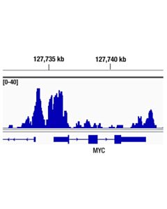Cell Signaling Ctcf (D1a7) Xp<LT/>Sup&Gt;®<LT/>/Sup&Gt; Rabbit mAb