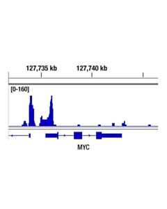 Cell Signaling Ctcf (D31h2) Xp<LT/>Sup&Gt;®<LT/>/Sup&Gt; Rabbit mAb