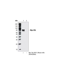 Cell Signaling Streptavidin (Sepharose Bead Conjugate)