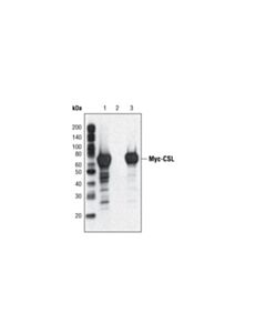 Cell Signaling Mouse Igg (Sepharose Bead Conjugate)
