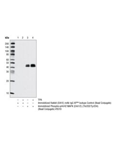Cell Signaling Rabbit (Da1e) mAb Igg Xp Isotype Control (Sepharose Bead Conjugate)