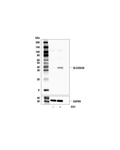 Cell Signaling SLC25A39 (F1G2C) Rabbit Monoclonal Antibody