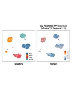 Cell Signaling Zap-70 (D1C10E) XP ® Rabbit mAb (InTraSeq ™ 3 Conjugate 3113)