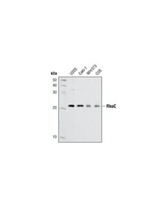 Cell Signaling Rhoc (D40e4) Rabbit mAb