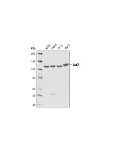 Cell Signaling Jak2 (D2e12) Xp Rabbit mAb (BSA And Azide Free)