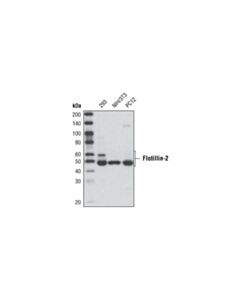 Cell Signaling Flotillin-2 (C42A3) Rabbit mAb 20 uL
