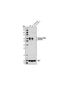 Cell Signaling Phospho-Pdk1 (Ser241) (C49h2) Rabbit mAb