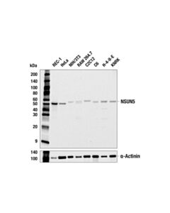 Cell Signaling NSUN5 (E5N7R) Rabbit mAb