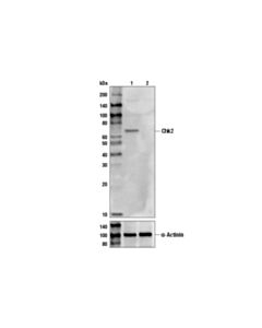 Cell Signaling Chk2 (1c12) Mouse mAb