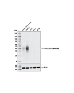 Cell Signaling 4-1bb/Cd137/Tnfrsf9 (D2z4y) Rabbit mAb