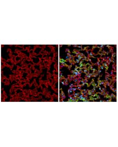 Cell Signaling CD31 (PECAM-1) (F2N3M) Rabbit mAb (Alexa Fluor ® 647 Conjugate)