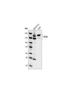 Cell Signaling Flt3 (8f2) Rabbit mAb