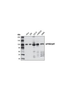Cell Signaling Eif4g2/P97 (D1a10) Rabbit mAb