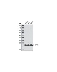 Cell Signaling Eif4h (D85f2) Xp Rabbit mAb