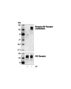 Cell Signaling Phospho-Fgf Receptor (Tyr653/654) Antibody