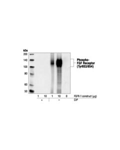 Cell Signaling Phospho-FGF Receptor (Tyr653/654) (55H2) Mouse mAb 20 uL