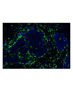 Cell Signaling MHC Class II (LGII-612.14) Mouse mAb (Alexa Fluor ® 488 Conjugate)