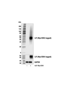 Cell Signaling LIF (F6X1X) Rabbit mAb