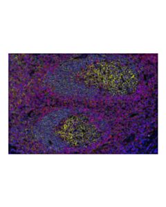 Cell Signaling CD20 (E7B7T) Rabbit Monoclonal Antibody (Alexa Fluor ® 750 Conjugate)