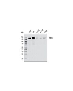 Cell Signaling Hgk Antibody