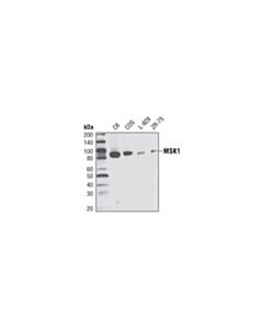 Cell Signaling Msk1 (C27b2) Rabbit mAb