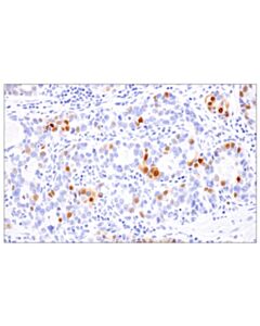 Cell Signaling Phospho-Stat3 (Ser727) (D4x3c) Rabbit mAb