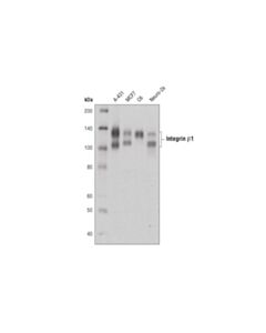 Cell Signaling Integrin Beta1 (D6s1w) Rabbit mAb