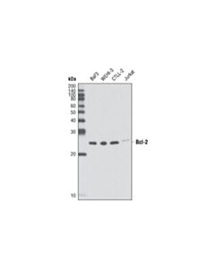 Cell Signaling Bcl-2 (D17c4) Rabbit mAb (Mouse Preferred)