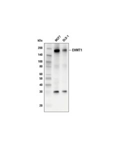 Cell Signaling EHMT1 (E6Q8B) Rabbit mAb 20 uL