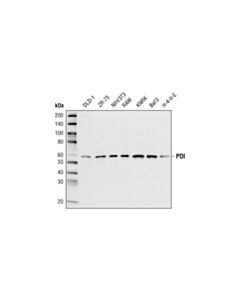 Cell Signaling Pdi (C81h6) Rabbit mAb