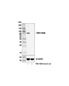 Cell Signaling Tbk1/Nak (D1b4) Rabbit mAb