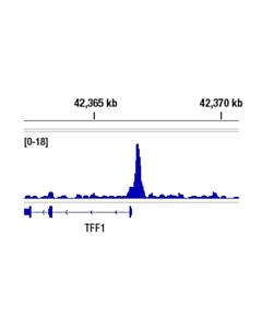 Cell Signaling SMARCD1/BAF60A (E7W9W) Rabbit mAb 20 uL