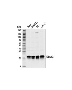 Cell Signaling Srsf3 (E9u9c) Rabbit mAb