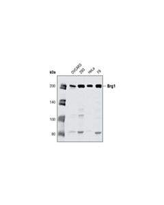 Cell Signaling Brg1 (A52) Antibody