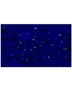 Cell Signaling LAG3 (D2G4O) XP Rabbit mAb (Alexa Fluor 488 Conjugate)