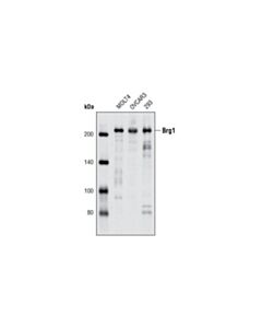 Cell Signaling Brg1 (P680) Antibody