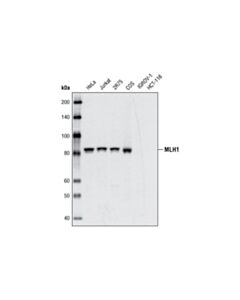 Cell Signaling Mlh1 (4c9c7) Mouse mAb