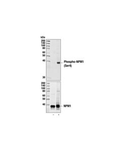 Cell Signaling Phospho-Npm (Ser4) (D19c1) Xp Rabbit mAb