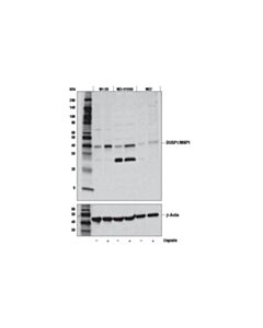 Cell Signaling DUSP1/MKP1 (E6T5S) Rabbit mAb 20 uL