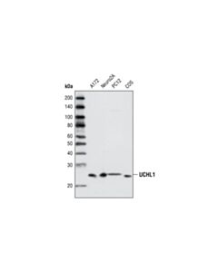Cell Signaling Uchl1 Antibody